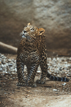 Fototapeta Ceylon leopard (Panthera pardus kotiya) detail portrait