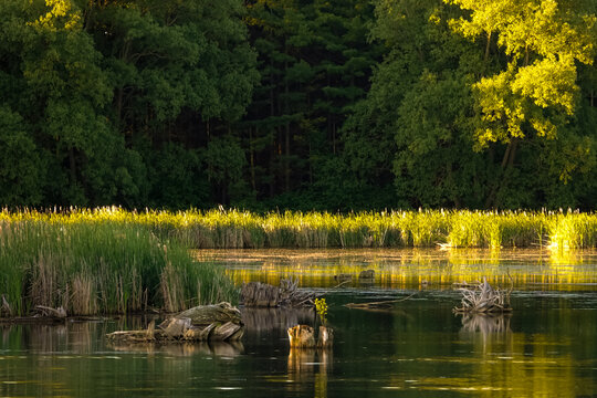 The Early Morning Sun Brings Warmth to a Guelph Lakes Marsh in Eramosa Township
