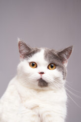 cute  white gray tabby cat on isolate background looking at camera.