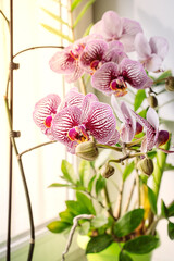 beautiful purple and white orchid on the windowsill. The concept of caring for domestic plants.