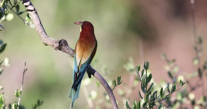 The bee-eaters, merops apiaster  on an olive tree