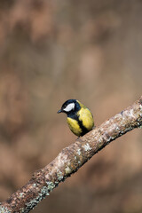 Obraz na płótnie Canvas Lovely Spring landscape image of Great Tit bird Parus Major in forest setting with colorful vibrant colors