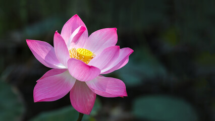 Pink lotus flower in dark background 