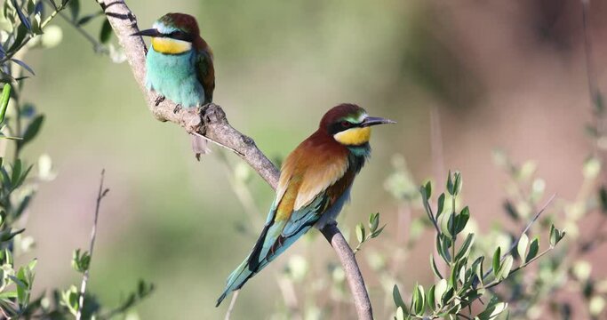 The bee-eaters, merops apiaster  on an olive tree