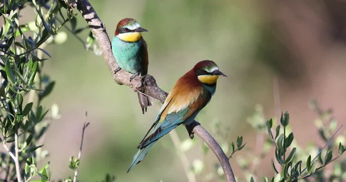 The bee-eaters, merops apiaster  on an olive tree