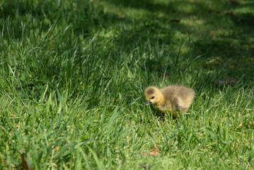 Canada Goose Branta Canadensis young chick in bright Spring sunlight in lush grass
