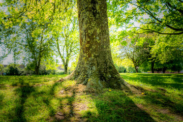Established tree showing is wide trunk seen on a slight rise in a public park in early summer. Seen with negative clarity giving the image a surreal look.