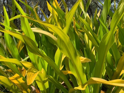 Doryanthes leaves plants with yellow and green color in the park