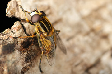 Hoverfly on birch bark