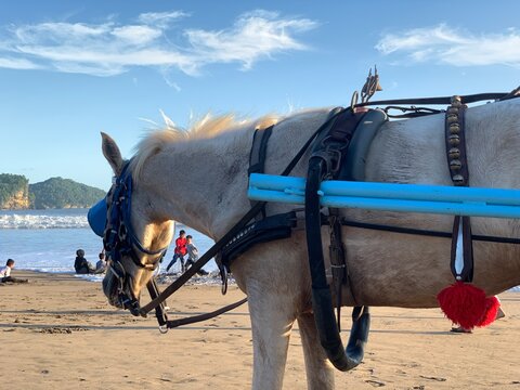 White horse delman or andong is traditional vehicle on the beach 