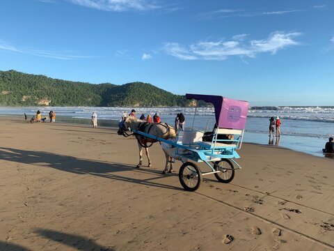 White horse delman or andong is traditional vehicle on the beach during summer vacation