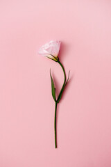 Festive bouquet of flowers for the beloved on a pink background. The concept of love...