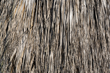 Texture of dry leaves in shades of gray