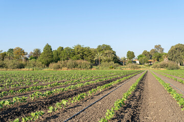 A young cotton field in the Hefer Valley