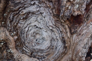 bark texture