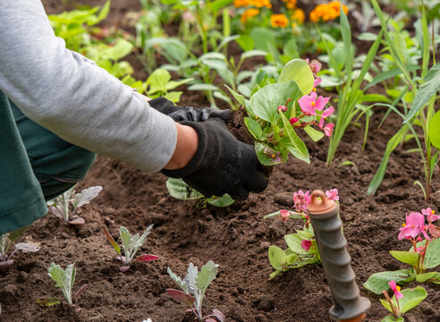 Female in black gloves taking out Petunia flower seedling from wicker basket with both hands, preparing to plant it into ground in her beautiful green garden outdoors. Spring gardening concept