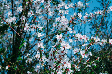 Almendros en flor