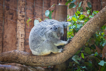 A cute sleepy Koala standing on a tree in the zoo.