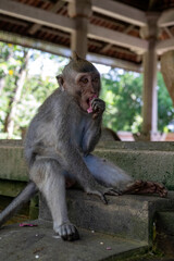 Crab-eating macaques (Macaca fascicularis lat.) at Monkey Forest in Ubud. Bali, Indonesia.