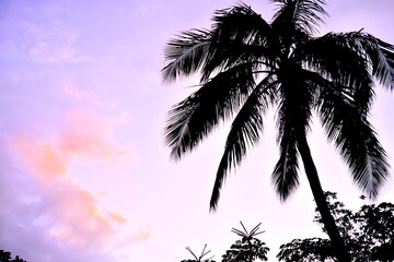 椰子の木をみるとリゾートに来たと癒されます〜