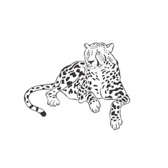 Cheetah on white background. Vector .