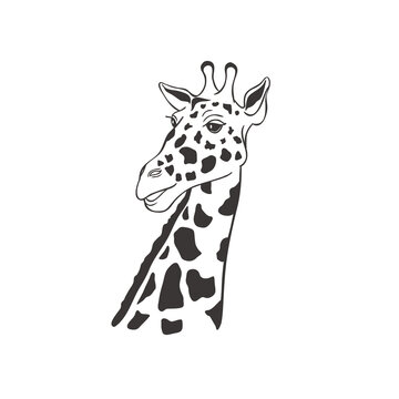 Giraffe on white background. Vector .