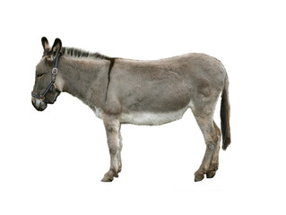 Obraz na płótnie Canvas donkey isolated on white background
