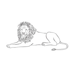 Lion on white background. Vector .