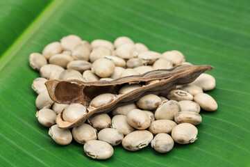Nettles white seeds (mucuna pruriens or velvet bean)
