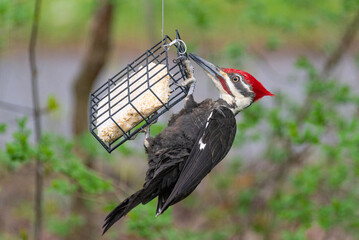 Pileated woodpecker eating from suet feeder near woods