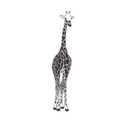 Giraffe on white background. Vector .