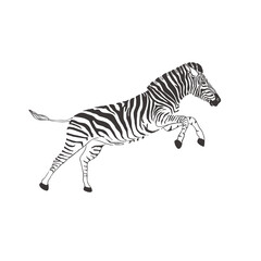 Fototapeta na wymiar Zebra on white background. Vector .