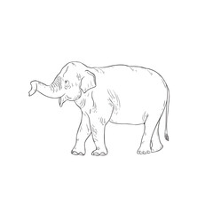 Line Art Baby Elephant on white background. Vector .