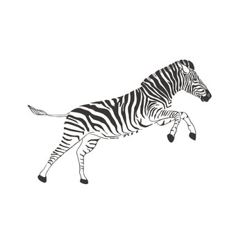 Zebra on white background. Vector .
