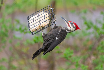 Pileated woodpecker perched on suet feeder near woods in spring