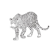 Leopard on white background. Vector .