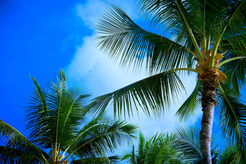 椰子の木をみるとリゾートに来たと癒されます〜