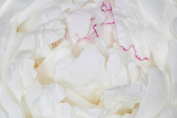 close up of white peony with purple edging