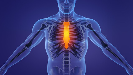 Human anatomy showing sternum and ribs	 - obrazy, fototapety, plakaty