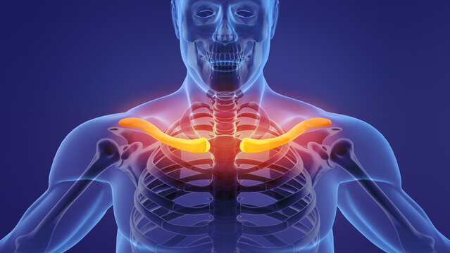 Human skeleton clavicle bones anatomy	