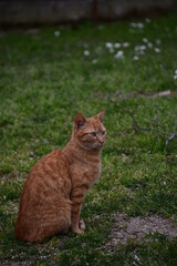 Naklejka na ściany i meble Beautiful red cat. The cat is sitting on the green grass in the meadow.