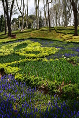 Panoramic view of beautiful flowers in Istanbul city park. Flowers against the backdrop of large trees.