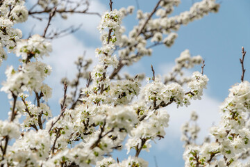 Spring flowering of fruit trees. Beautiful spring background. Photo of beautiful white flowers on a tree in early spring against a blue sky background. Selective focus.