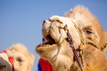 Bactrian camels in the desert. Camels harnessed to riding reins. Camel head and mouth close-up....