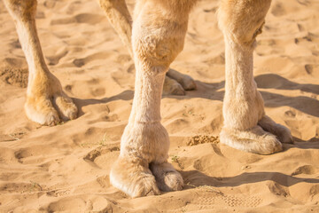 Foot camel on the sand on the dunes in the Arab Emirates of Dubai. Bactrian camels in the desert. Camels harnessed to riding reins. Camel head and mouth close-up. Camel nose. Egyptian Desert. - Powered by Adobe