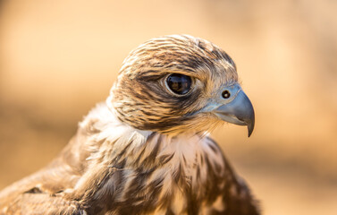Golden eagle close-up on the background of the sky. The bird of prey hunts its prey. The eagle sits on the trainer's hand. Falcon hunting. National tradition of Asia. Kazakhstan