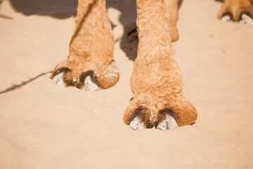 Foot camel on the sand on the dunes in the Arab Emirates of Dubai. Bactrian camels in the desert. Camels harnessed to riding reins. Camel head and mouth close-up. Camel nose. Egyptian Desert.