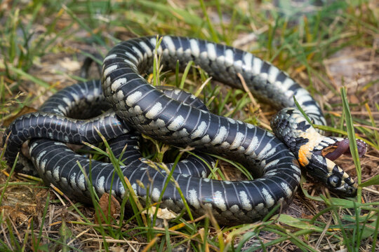 The grass snake (Natrix natrix) pretending to be dead. They pretend to be dead when they can't escape from the enemy. Thus, grass snake  can save his life.