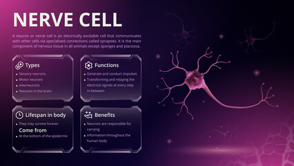 Structure, Function and Types of Nerve Cell -Vector Image Design