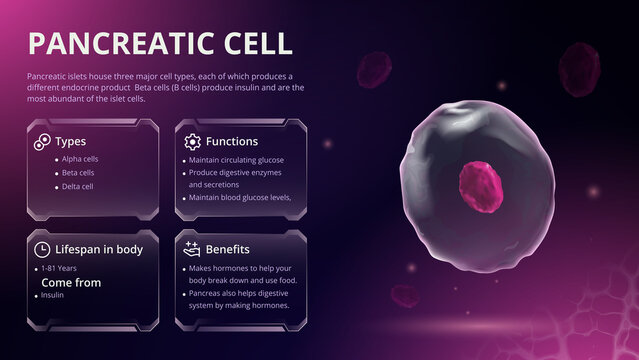 Structure, Function and Types of Pancreatic Cell Vector Image Design